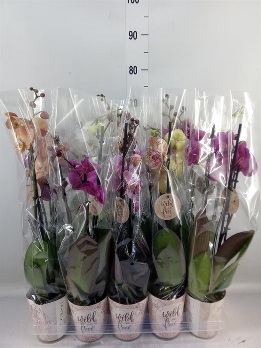 <h4>Phalaenopsis   ...mix</h4>