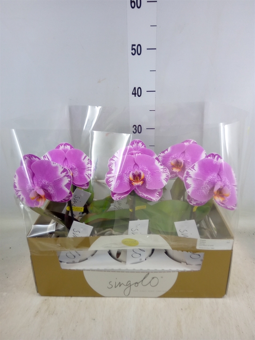 <h4>Phalaenopsis   ...</h4>