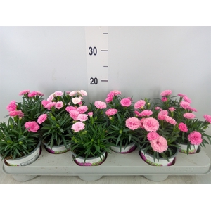 Dianthus  'I Love U'