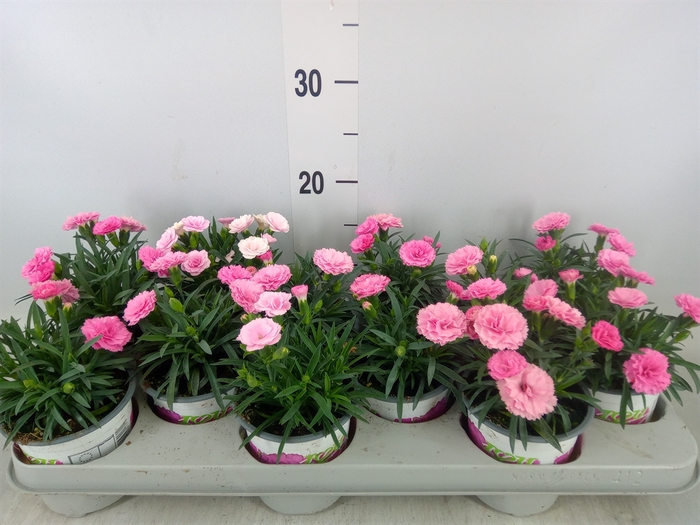 <h4>Dianthus  'I Love U'</h4>