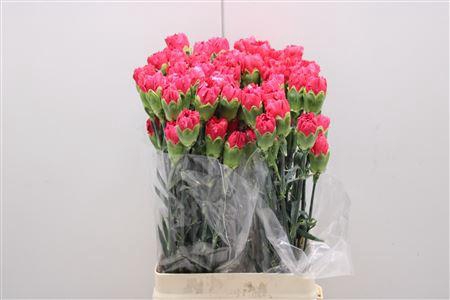 <h4>Di St Mandalay</h4>