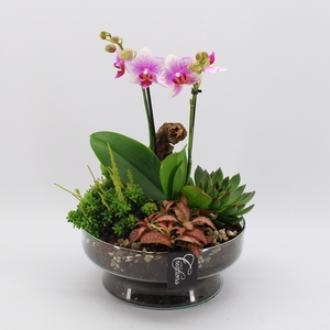 PHAL-2419RZ Phalaenopsis creatie