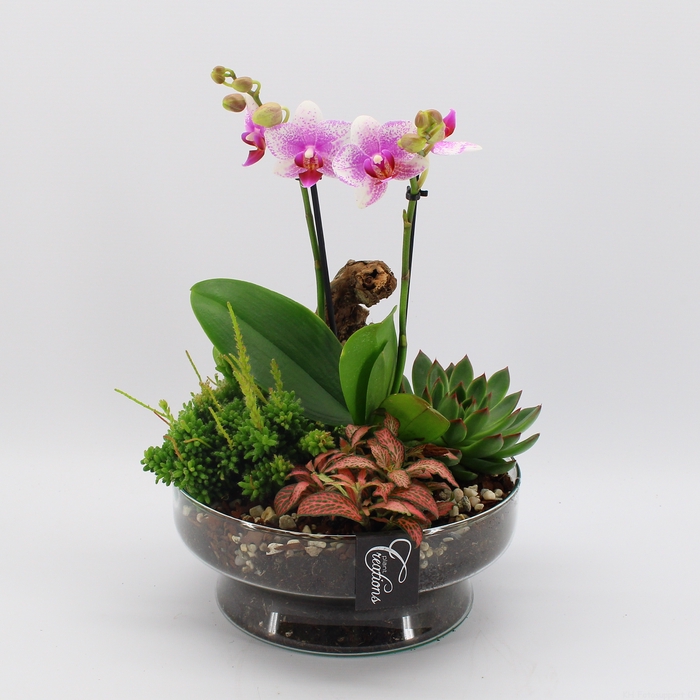 <h4>PHAL-2419RZ Phalaenopsis creatie</h4>