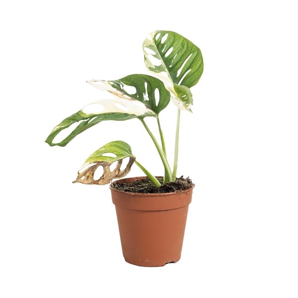 <h4>Monstera obliqua ('Leichtlinii')</h4>