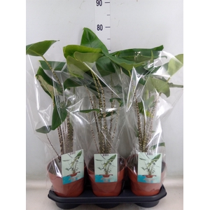 Alocasia zebrina