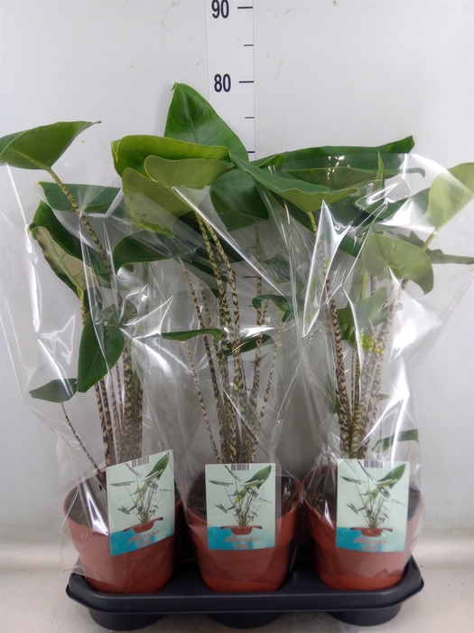 <h4>Alocasia zebrina</h4>