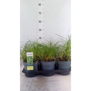 Miscanthus sin. 'Strictus'