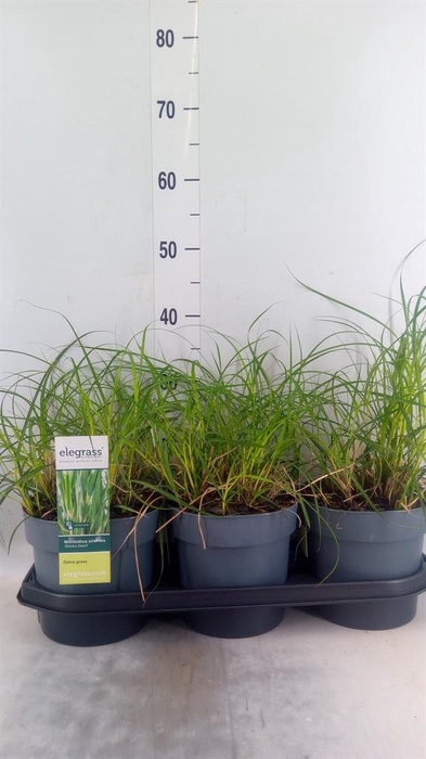 <h4>Miscanthus sin. 'Strictus'</h4>