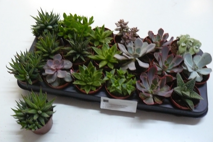 <h4>SUCC GEM 6 SRT</h4>