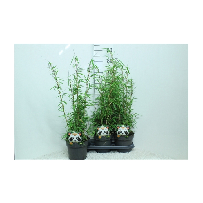 <h4>Fargesia rufa P19</h4>