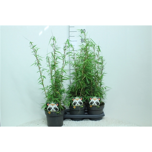 Fargesia rufa P19