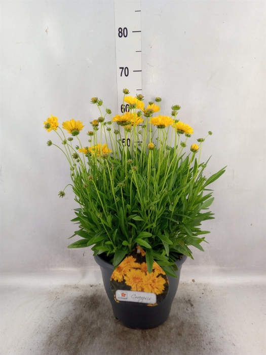 <h4>Coreopsis grand. 'Early Sunrise'</h4>