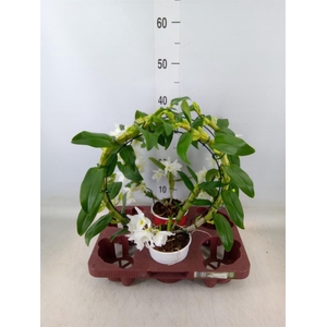 Dendrobium nob. 'StarCla Apollon'