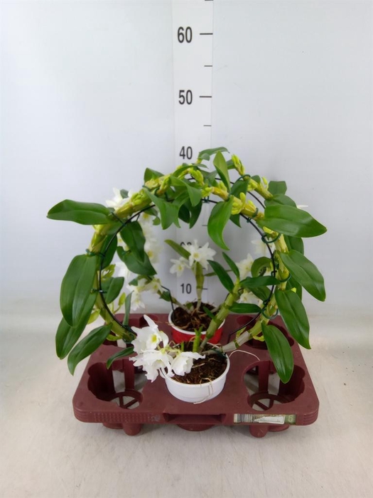 <h4>Dendrobium nob. 'StarCla Apollon'</h4>