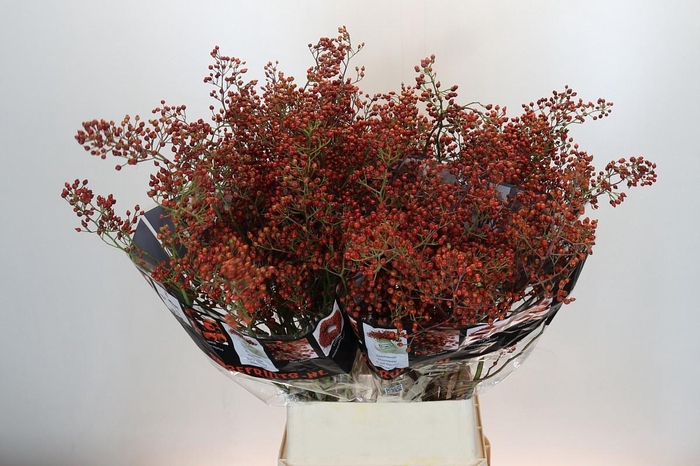 <h4>ROSA AUT ROSEFRUITS</h4>