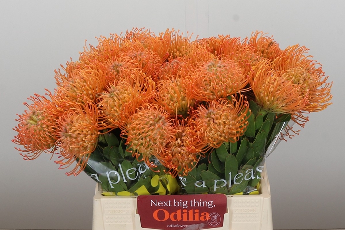 <h4>Nutans Queen Julia</h4>
