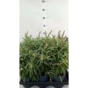 Buddleja davidii 'Butterf CL Purpl'