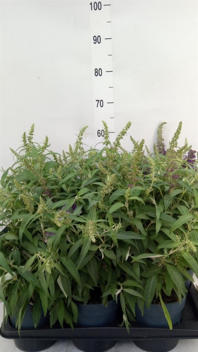 <h4>Buddleja davidii 'Butterf CL Purpl'</h4>