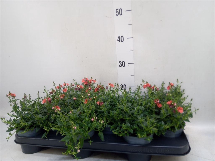 <h4>Diascia Miracle Orange</h4>