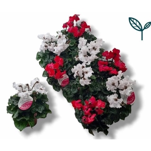 CYCL MD SUP MERENGUE