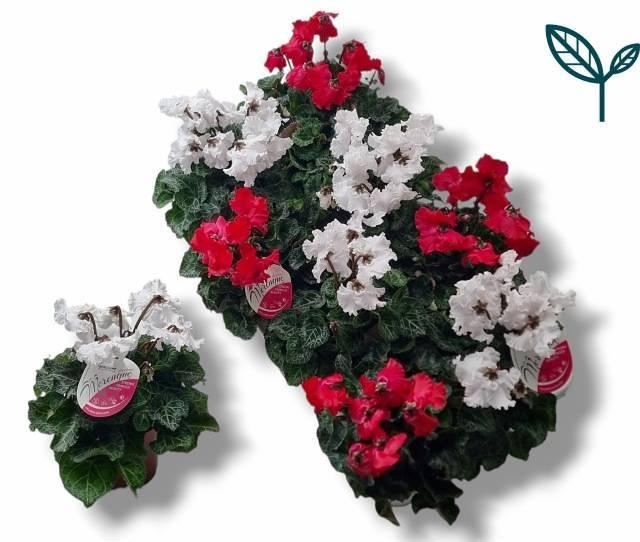 <h4>CYCL MD SUP MERENGUE</h4>