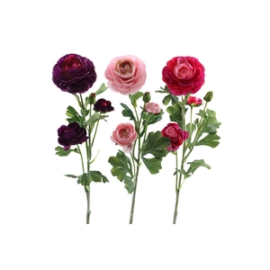Ranunculus Beauty