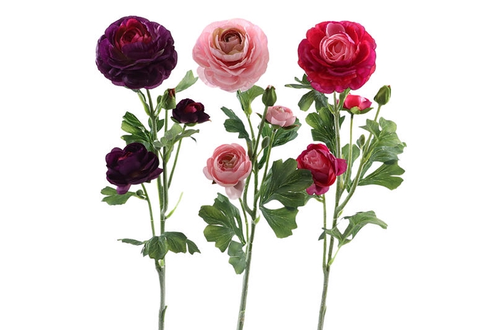Ranunculus Beauty
