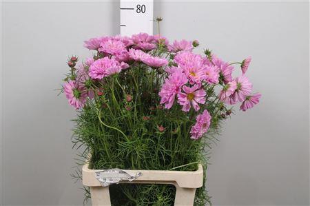 <h4>Cosmos Bipin Pink</h4>