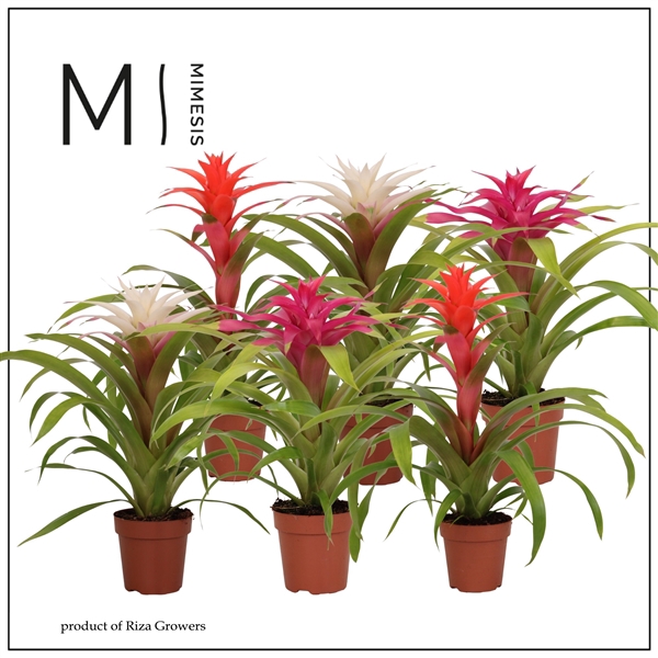 <h4>Mimesis Guzmania Sweet -12 cm</h4>