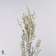 Chame Rood Opgetrokken