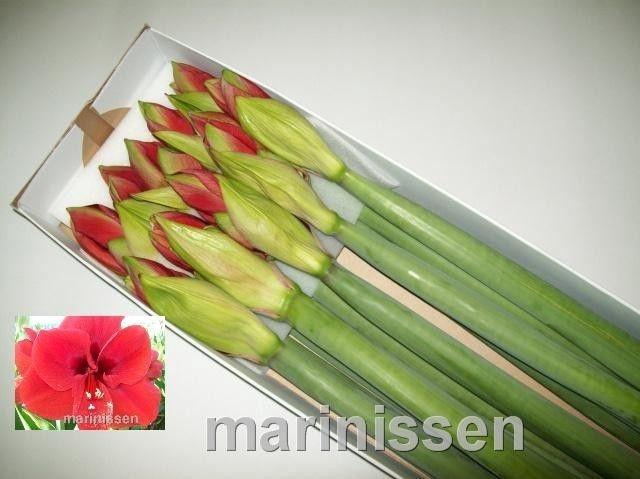 <h4>Hippeastrum Ferrari</h4>