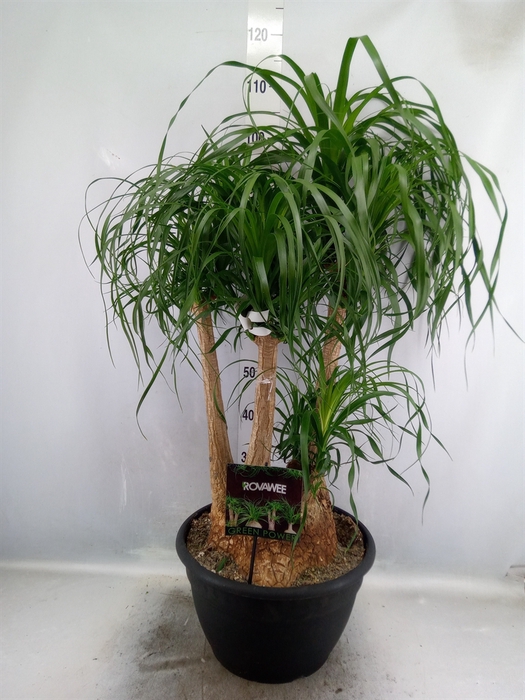 <h4>Beaucarnea recurvata</h4>