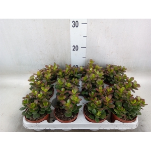 Crassula ovata 'Minor'