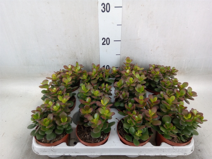 <h4>Crassula ovata 'Minor'</h4>