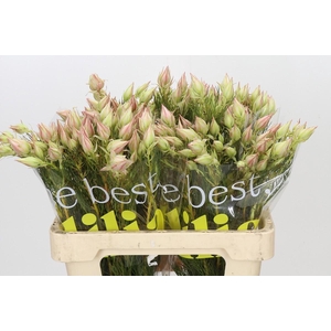 Blushing Bride Ayoba Satin Star