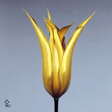 Tulipa si rainbow pastel (mixbunch)