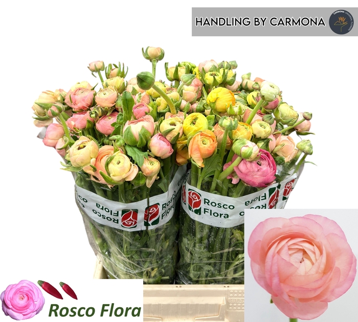 <h4>RANUNCULUS OV</h4>