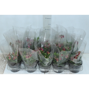 KALANCHOE WENDY P11