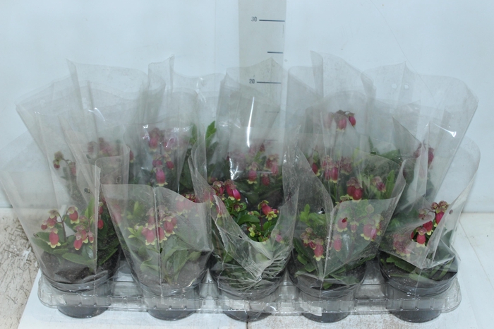 KALANCHOE WENDY P11