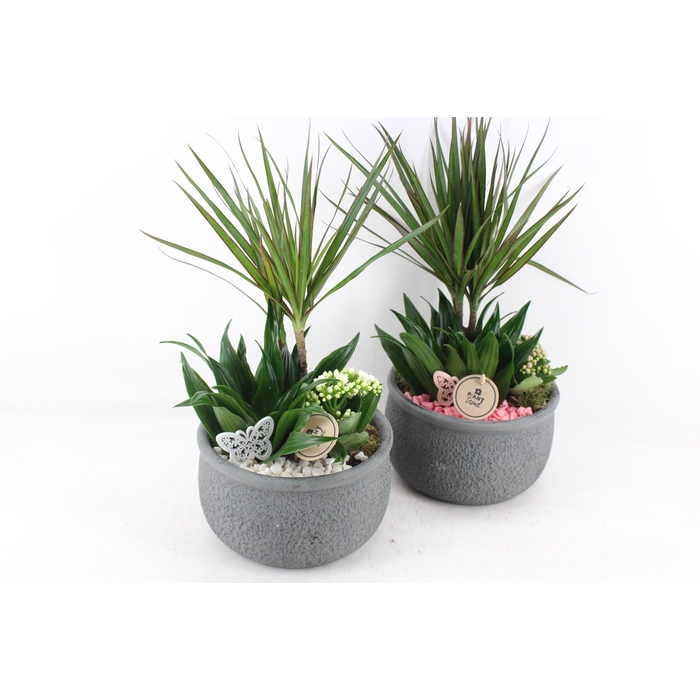 <h4>Arr2 Pl - Ker. Barok Dracena - Roze/wit</h4>
