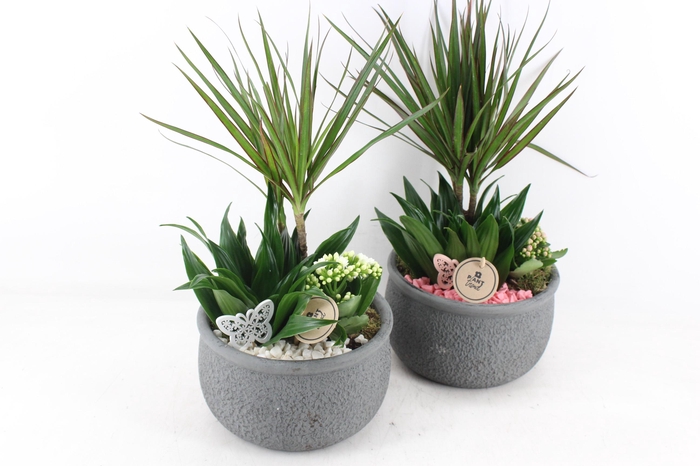 Arr2 Pl - Ker. Barok Dracena - Roze/wit