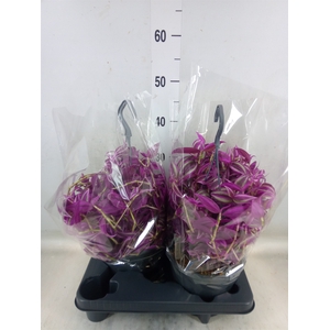 Tradescantia zebr. 'Pink Paradise'