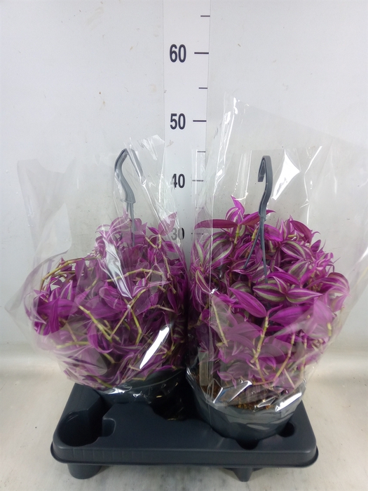 <h4>Tradescantia zebr. 'Pink Paradise'</h4>