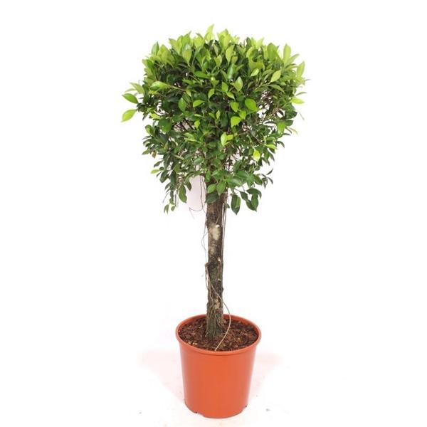 <h4>Ficus Nitida</h4>