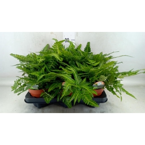 Arachniodes aristata 'Variegata'