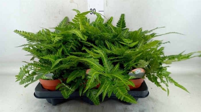 <h4>Arachniodes aristata 'Variegata'</h4>