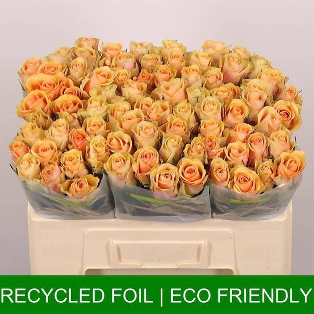 <h4>R GR ALCHEMY</h4>