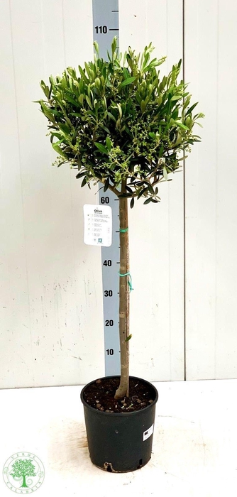 <h4>OLEA EUROPAEA</h4>