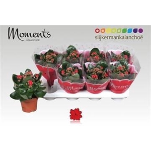 KALAN CALAN RED SECRET P12