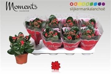 <h4>KALAN CALAN RED SECRET P12</h4>